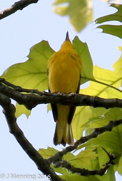 Northern Yellow x Prairie Warbler (hybrid) - ML32656861