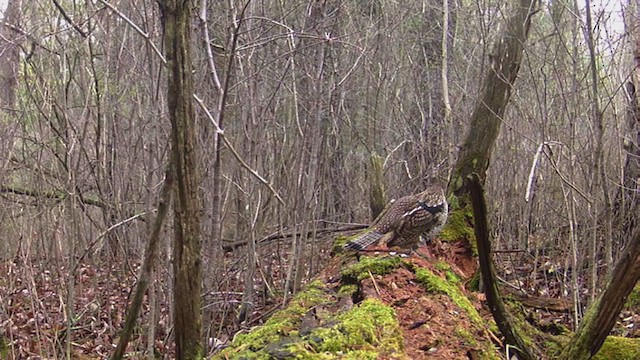 Ruffed Grouse - ML326568701