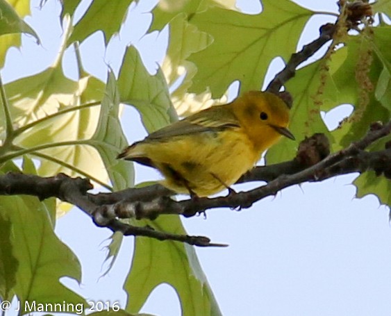 Northern Yellow x Prairie Warbler (hybrid) - ML32656871