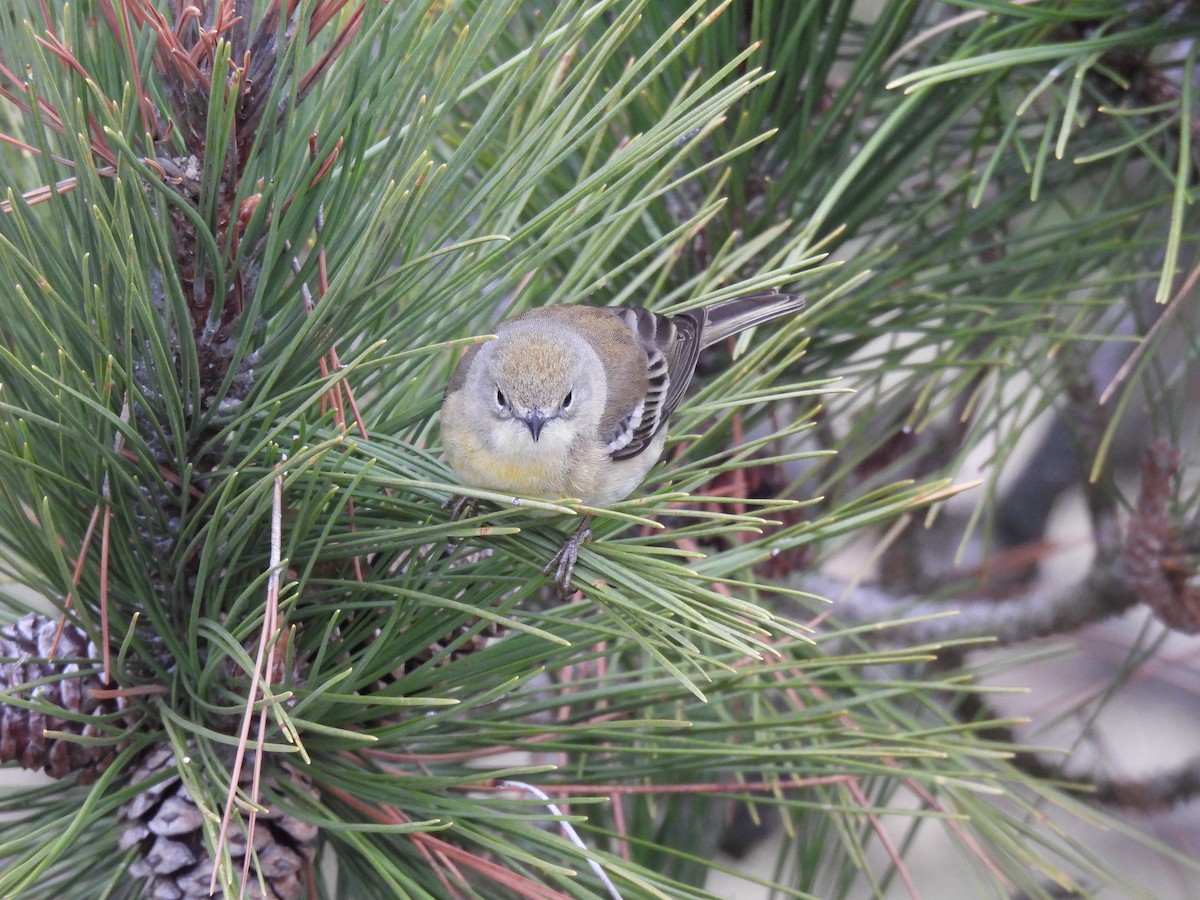 Pine Warbler - ML326568931