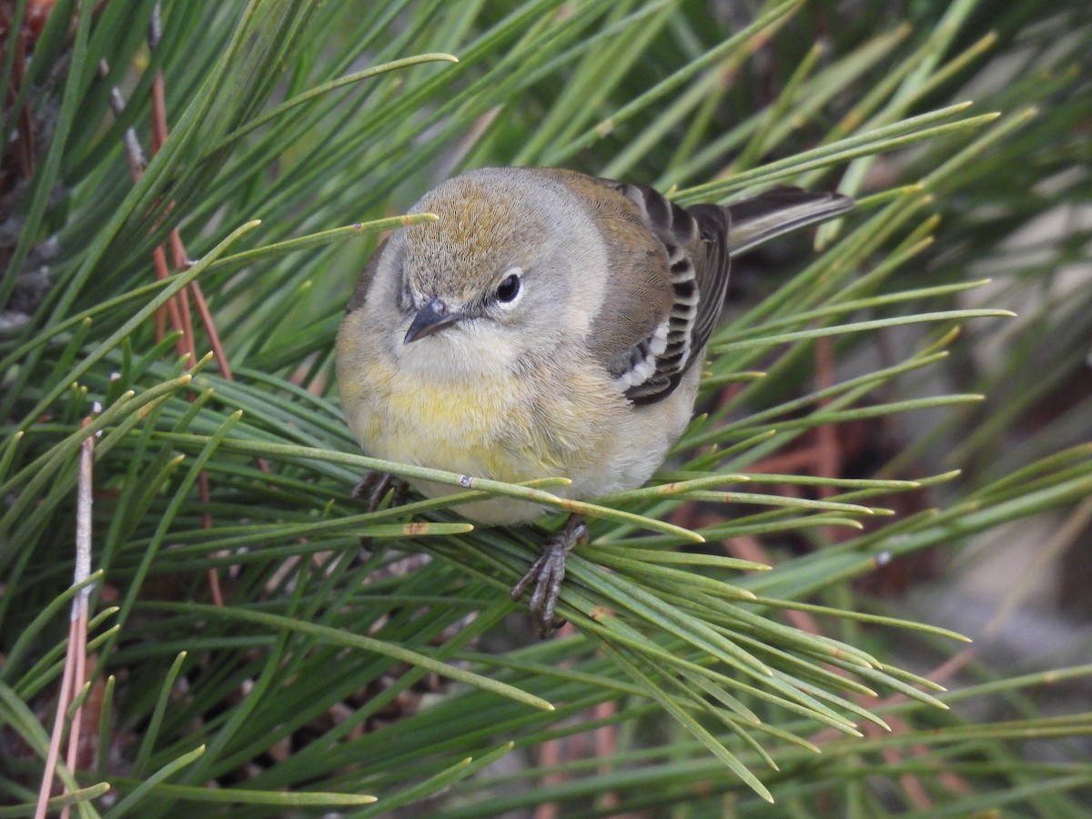 Pine Warbler - ML326568951