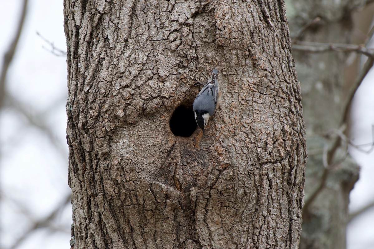 White-breasted Nuthatch - ML326569621