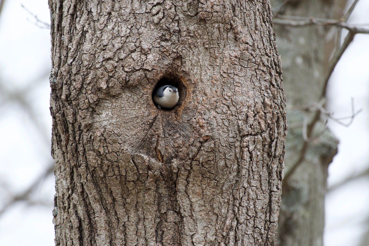 White-breasted Nuthatch - ML326569651