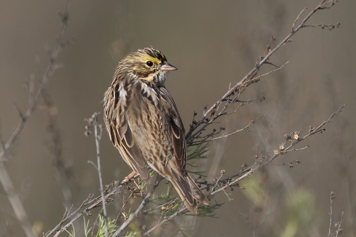 Savannah Sparrow - ML326570101