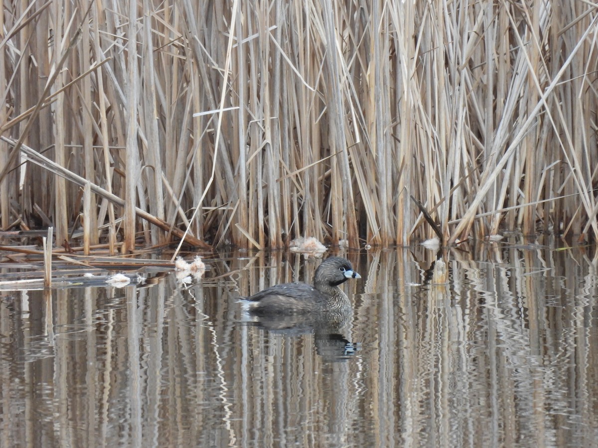 Pied-billed Grebe - ML326572031