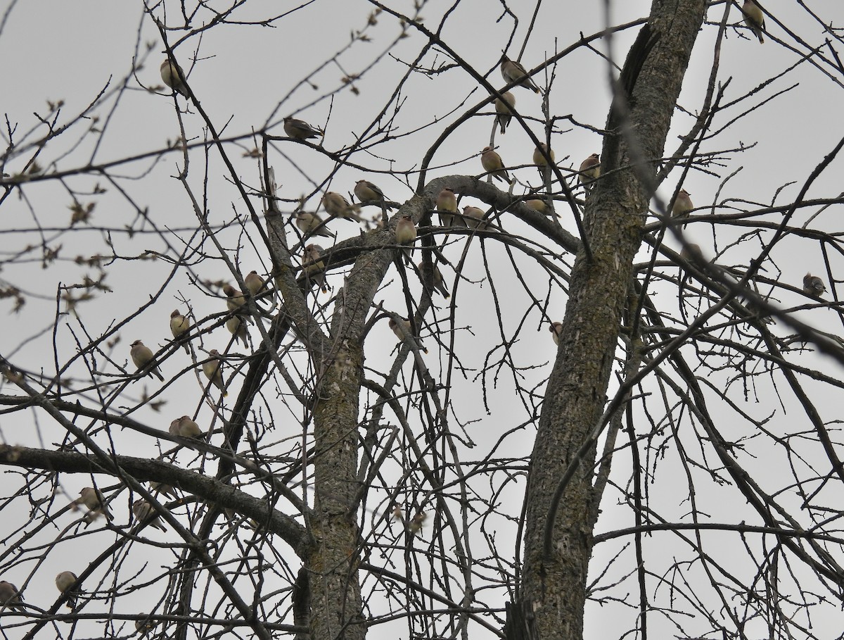 Cedar Waxwing - ML326572981