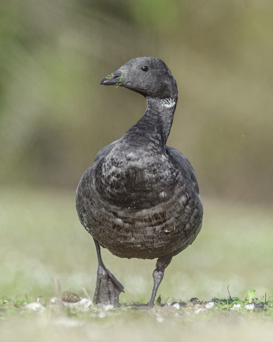 Brant (Dark-bellied) - Diana Schmies