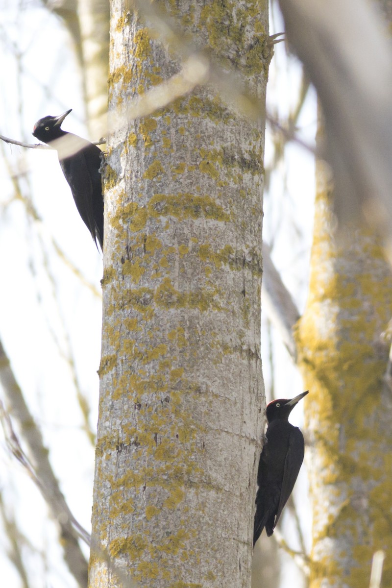 Black Woodpecker - ML326573421