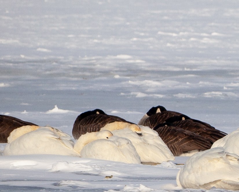 Snow Goose - ML326573731