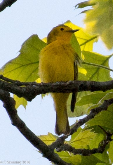 Northern Yellow x Prairie Warbler (hybrid) - ML32657391