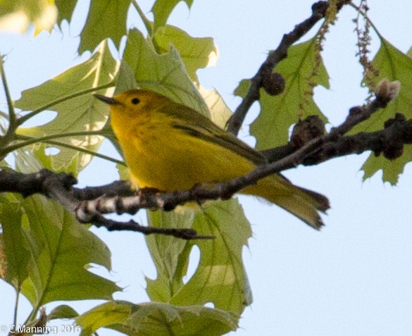 Northern Yellow x Prairie Warbler (hybrid) - ML32657401