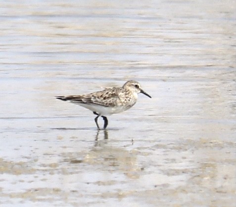 Baird's Sandpiper - ML326574461