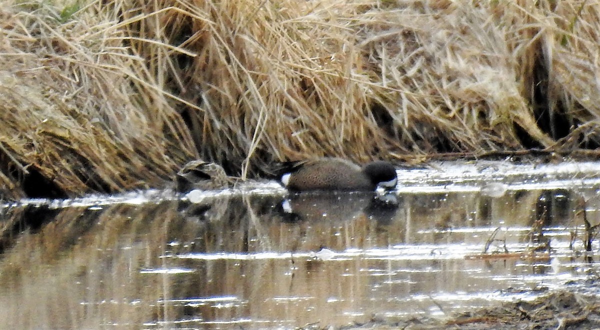 Blue-winged Teal - ML326574981