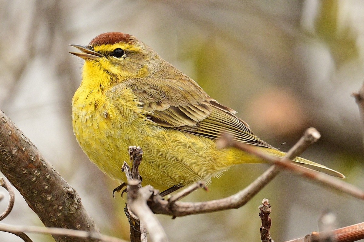 Palm Warbler - Terri Kershaw