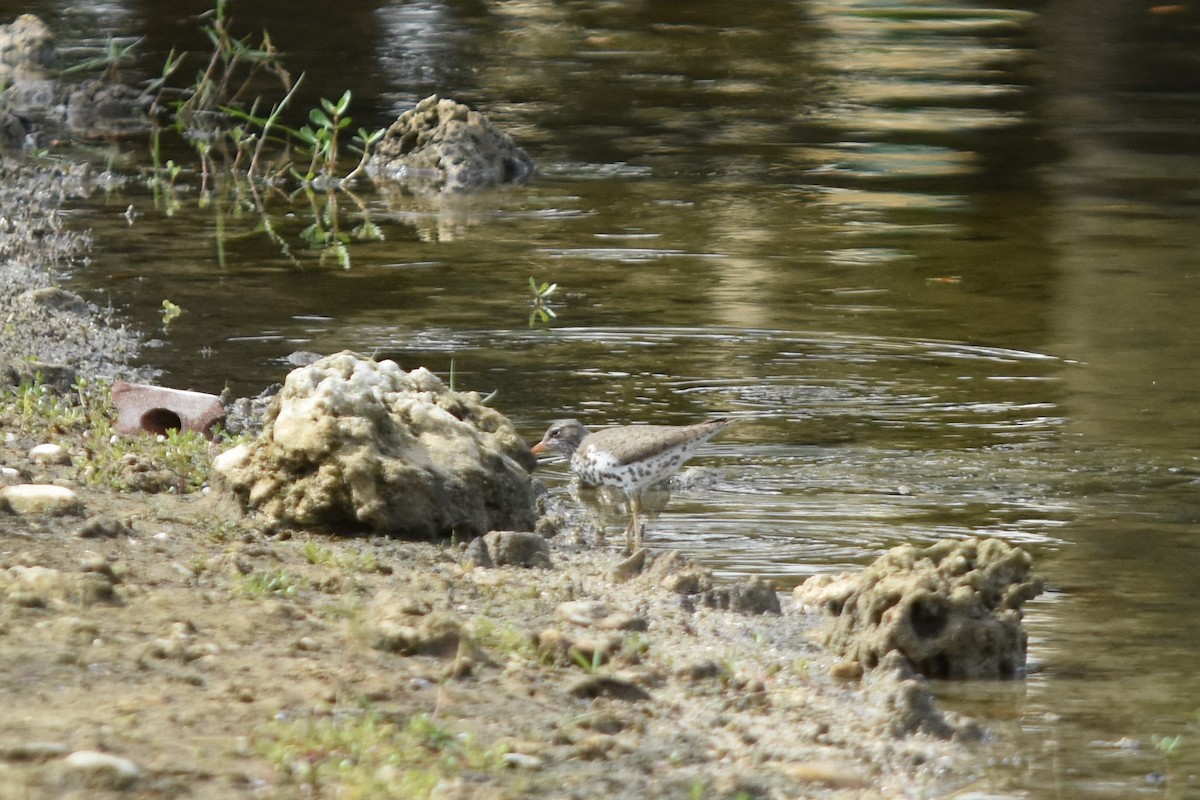 Spotted Sandpiper - ML326577201