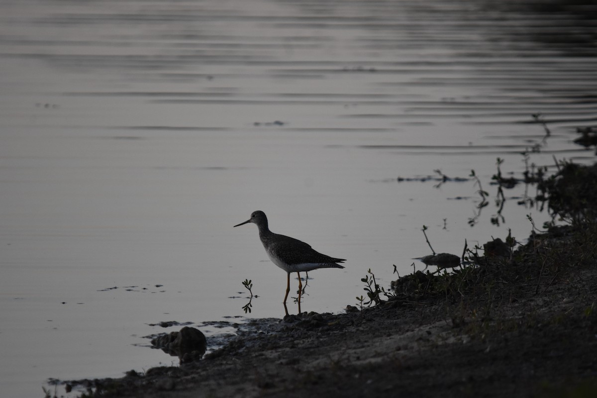 Greater Yellowlegs - ML326577701