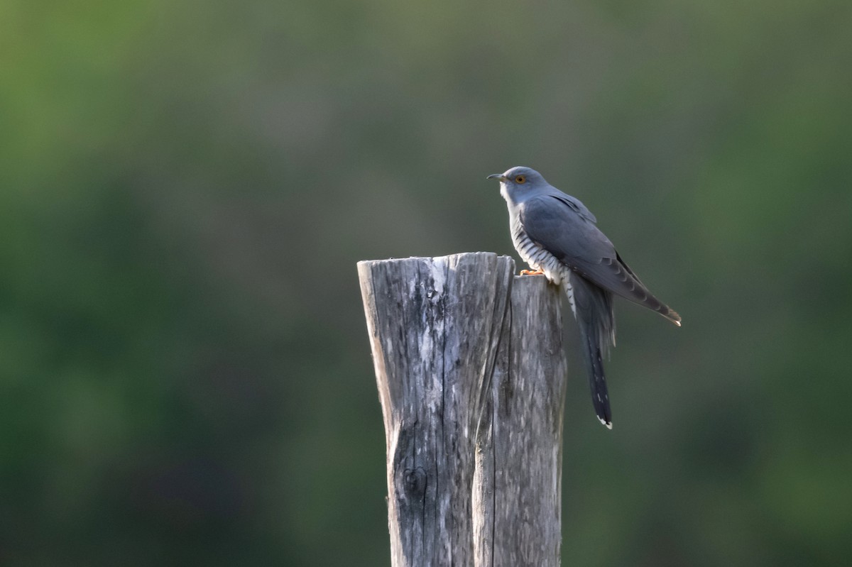 Common Cuckoo - ML326577751