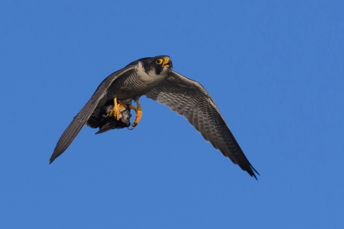 Peregrine Falcon - ML326577921