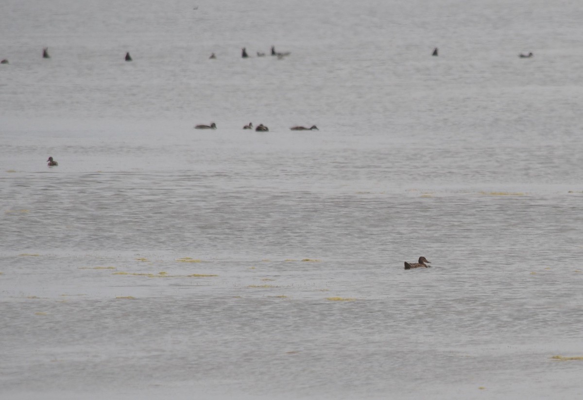 Northern Shoveler - Team Sidhu-White