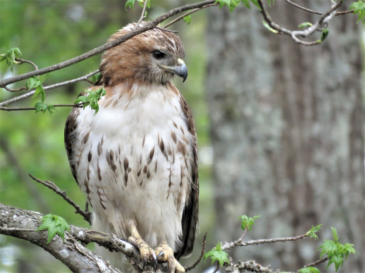 Red-tailed Hawk - ML326578671
