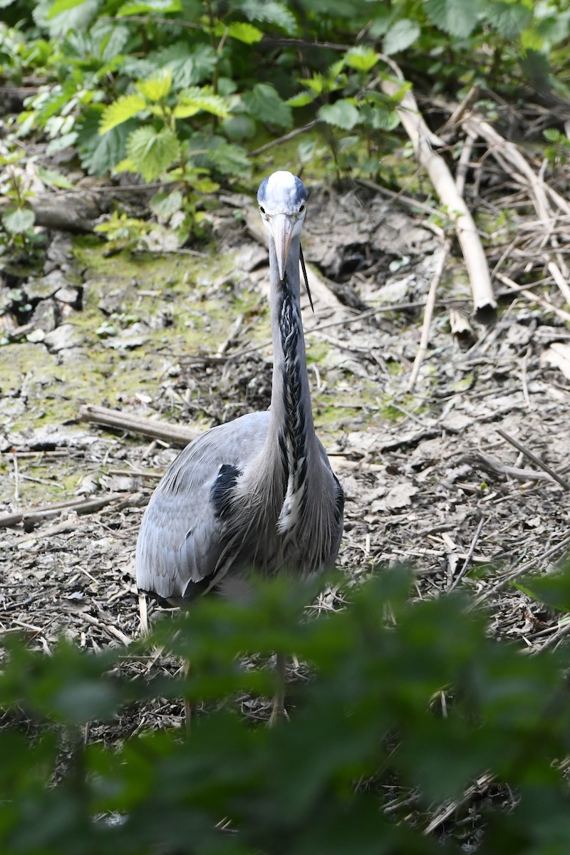 Gray Heron - ML326578921