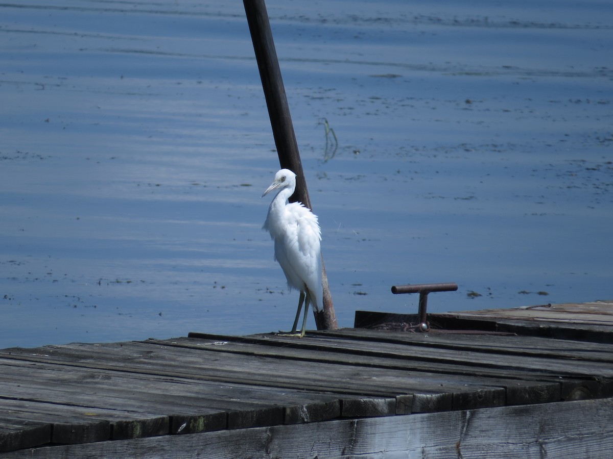 Little Blue Heron - ML32657941