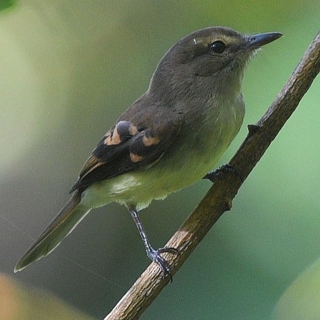 Fuscous Flycatcher - ML326579501