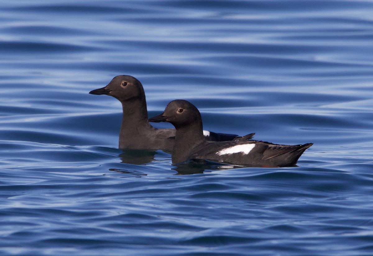 Pigeon Guillemot - ML326579751