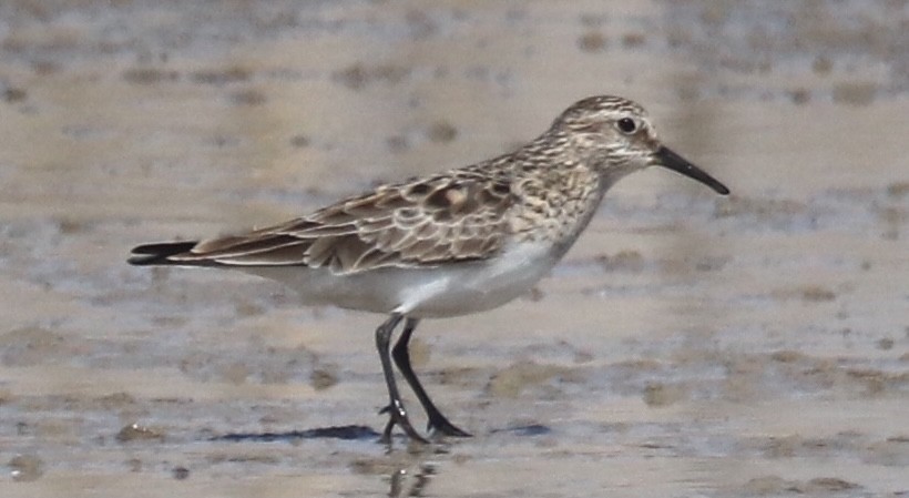 Baird's Sandpiper - ML326581551