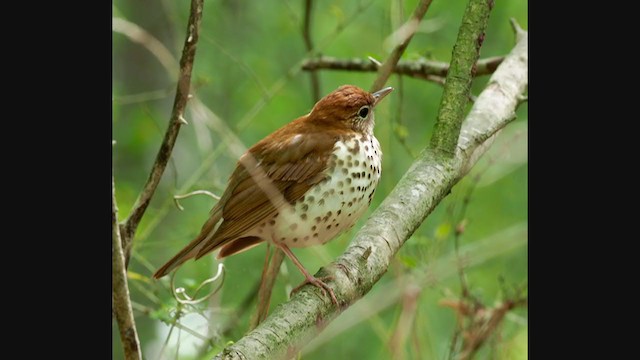 Wood Thrush - ML326581611