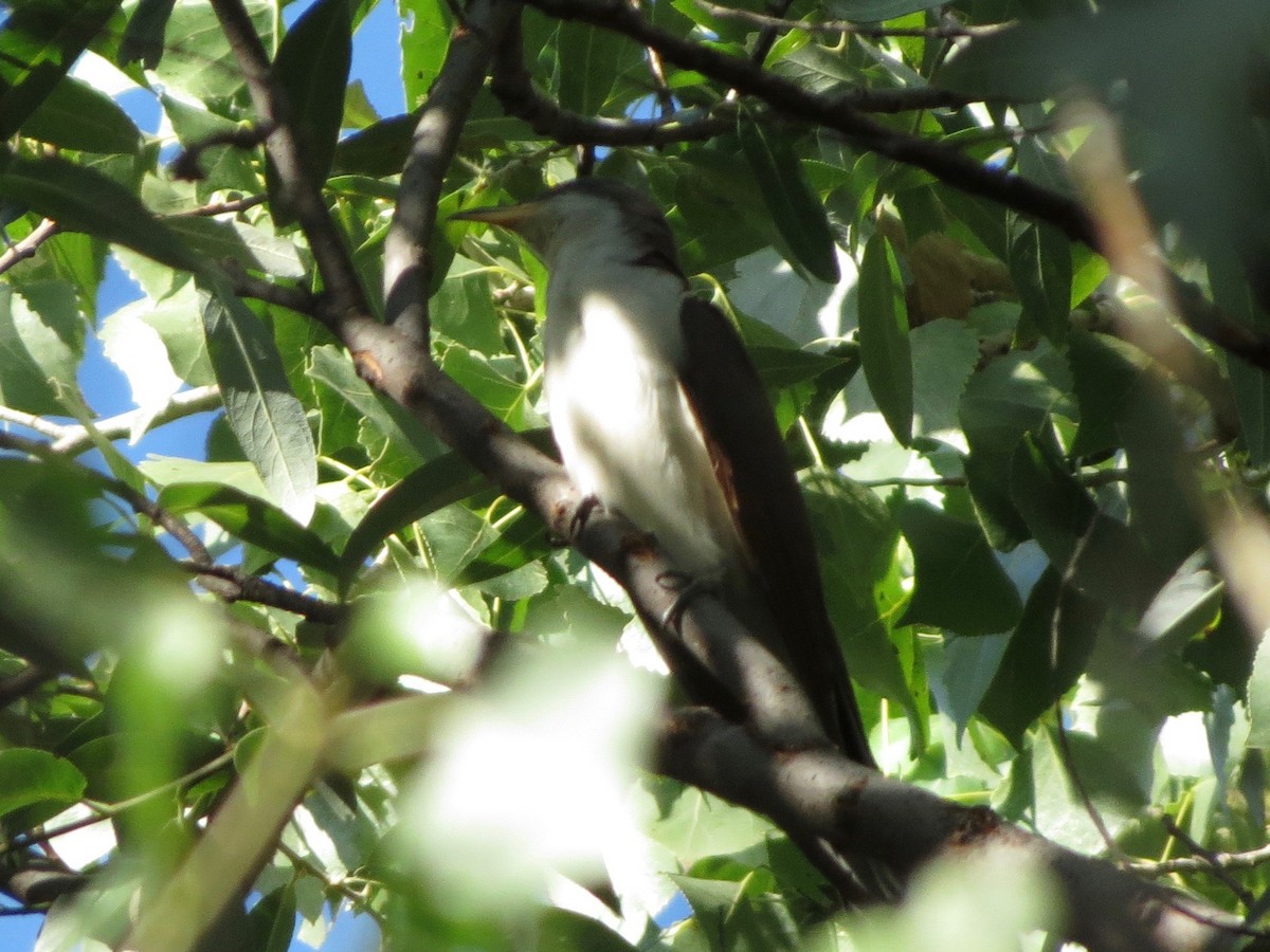 Yellow-billed Cuckoo - ML32658221