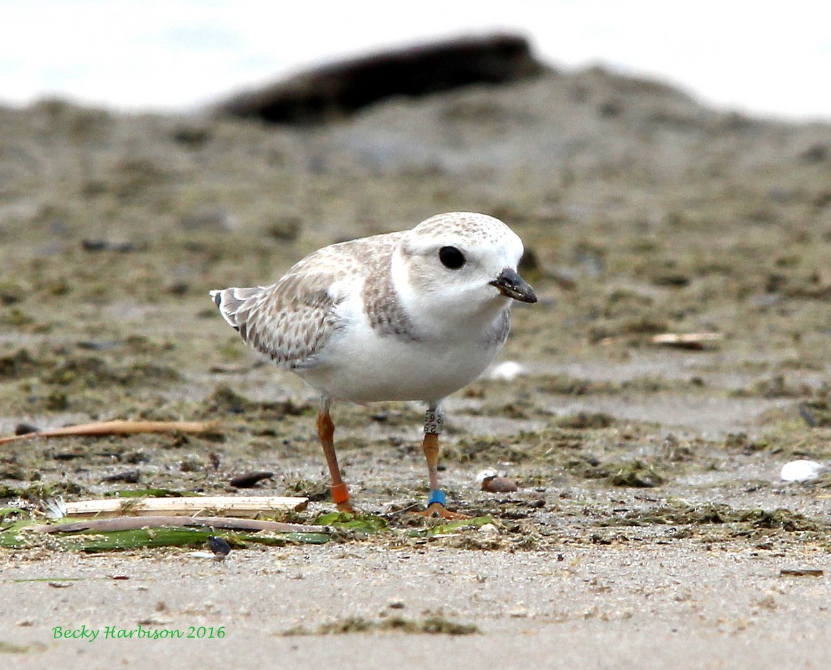 Piping Plover - ML32658311