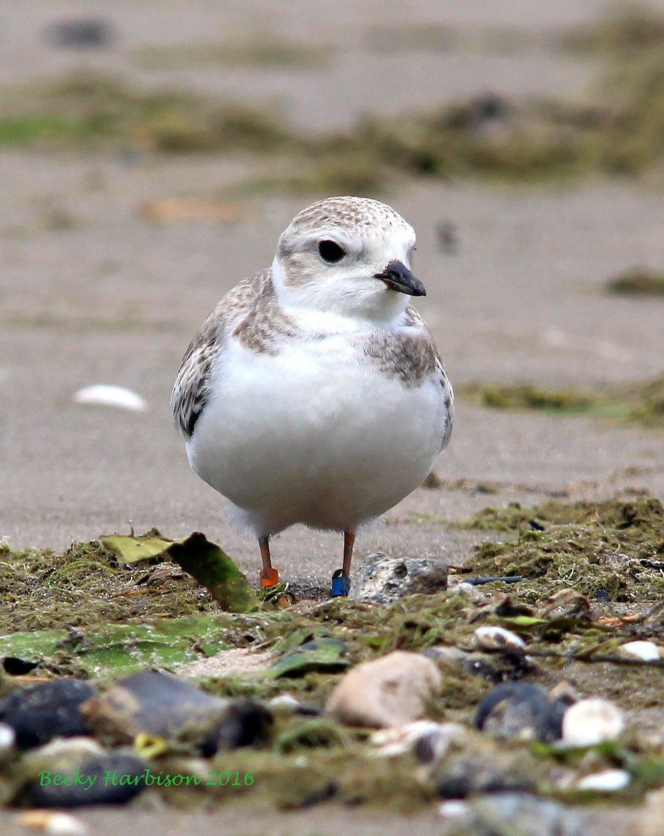 Piping Plover - ML32658321