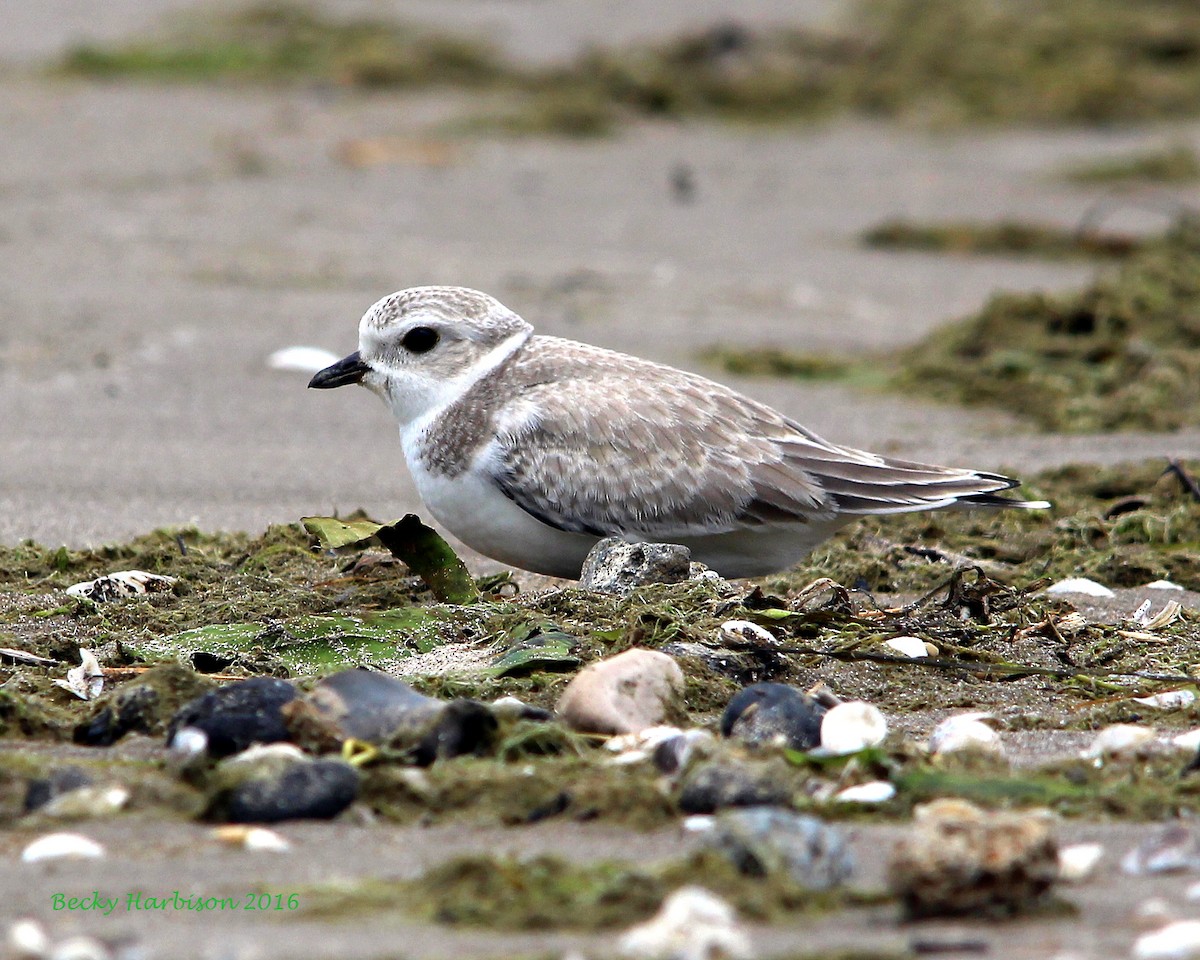 Piping Plover - ML32658331