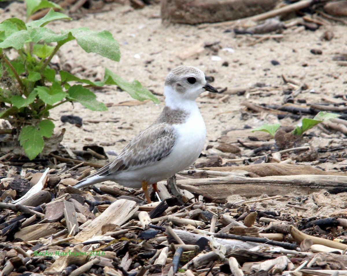 Piping Plover - ML32658341