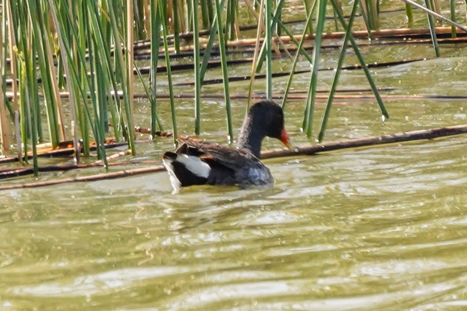 Gallinule d'Amérique - ML326584131