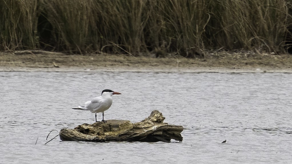 Caspian Tern - ML326584221