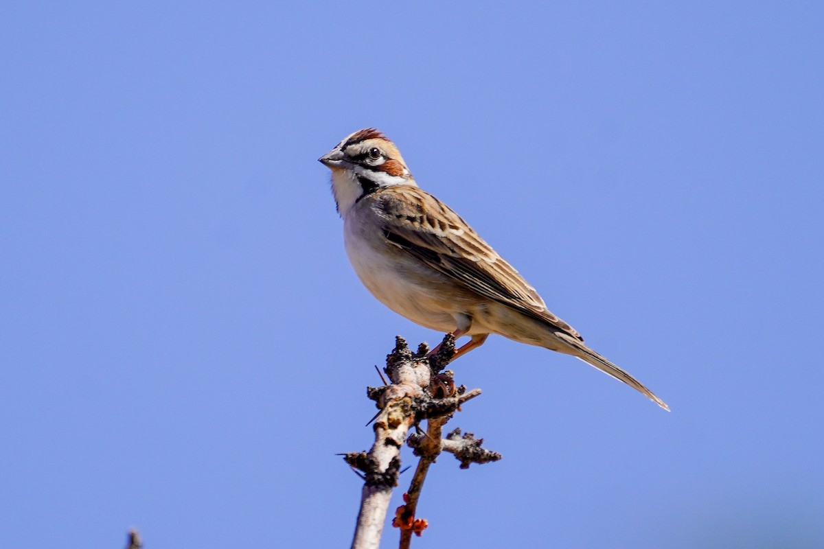 Lark Sparrow - Marsha Schorer