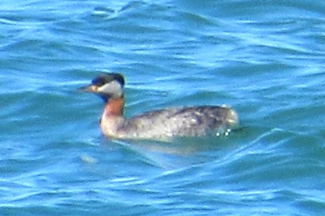 Red-necked Grebe - ML326586991