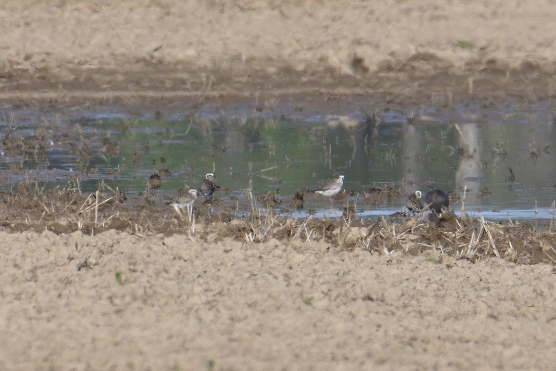 American Golden-Plover - ML326587031