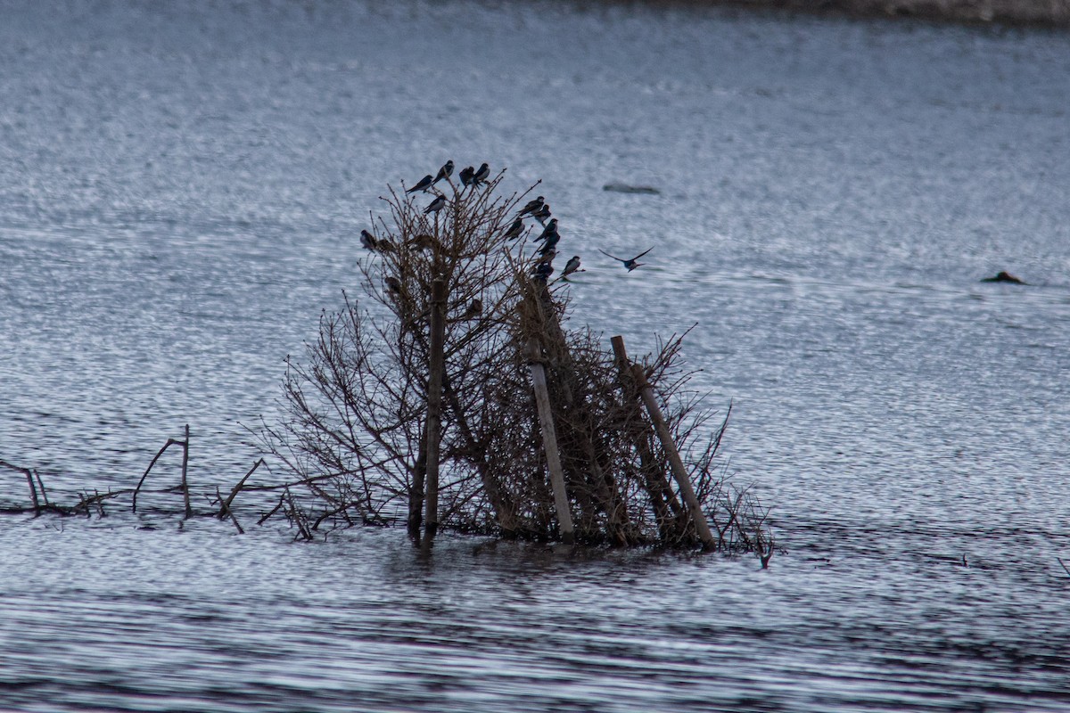 Tree Swallow - ML326587681