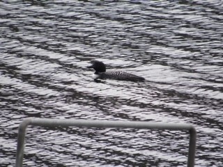 Common Loon - Leo & Melissa Bachand