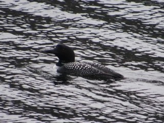 Common Loon - ML326590311