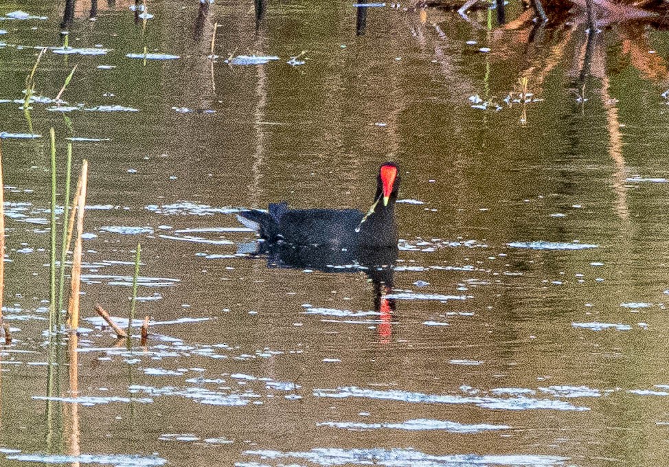 slípka americká - ML326593161