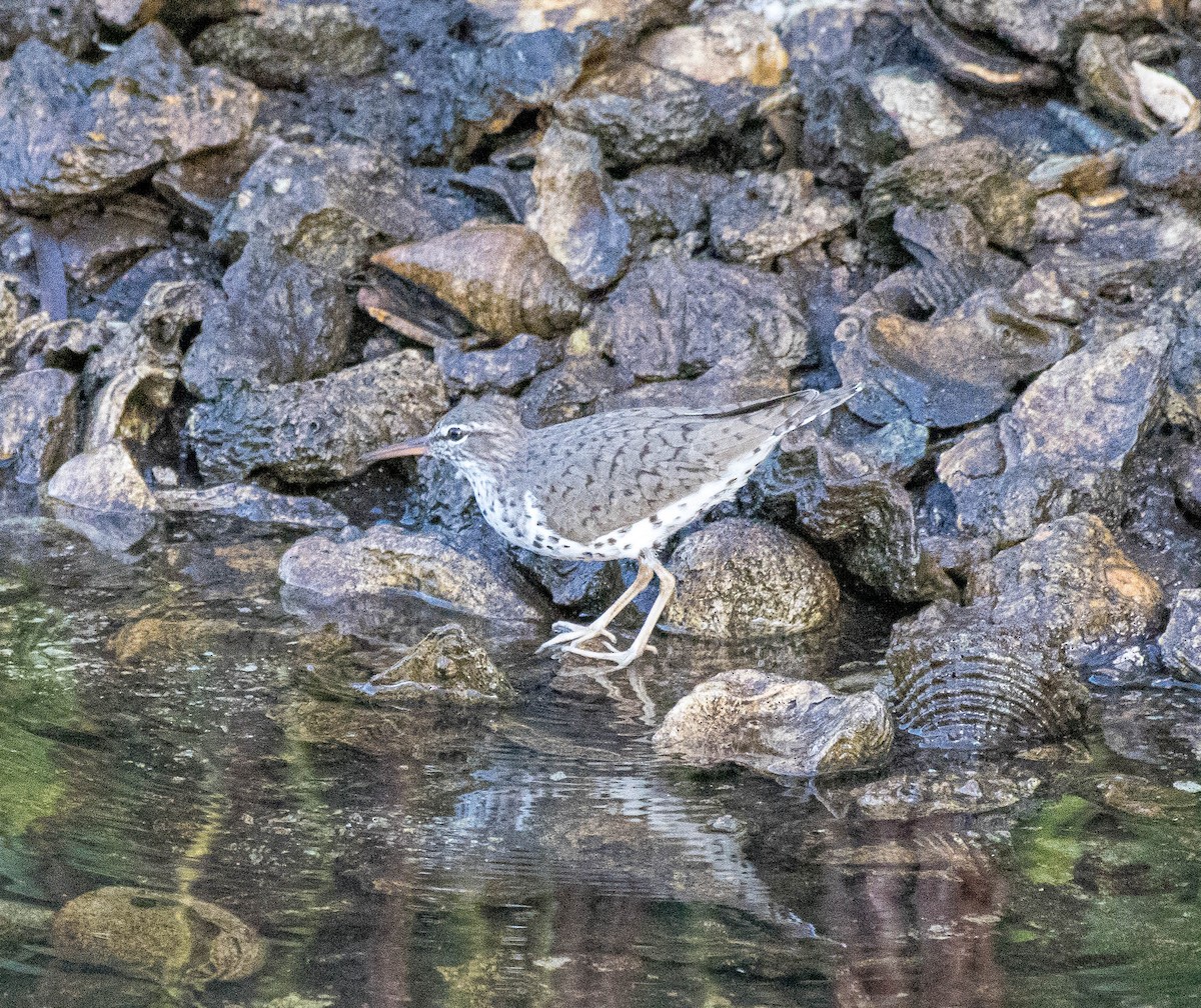 pisík americký - ML326593281