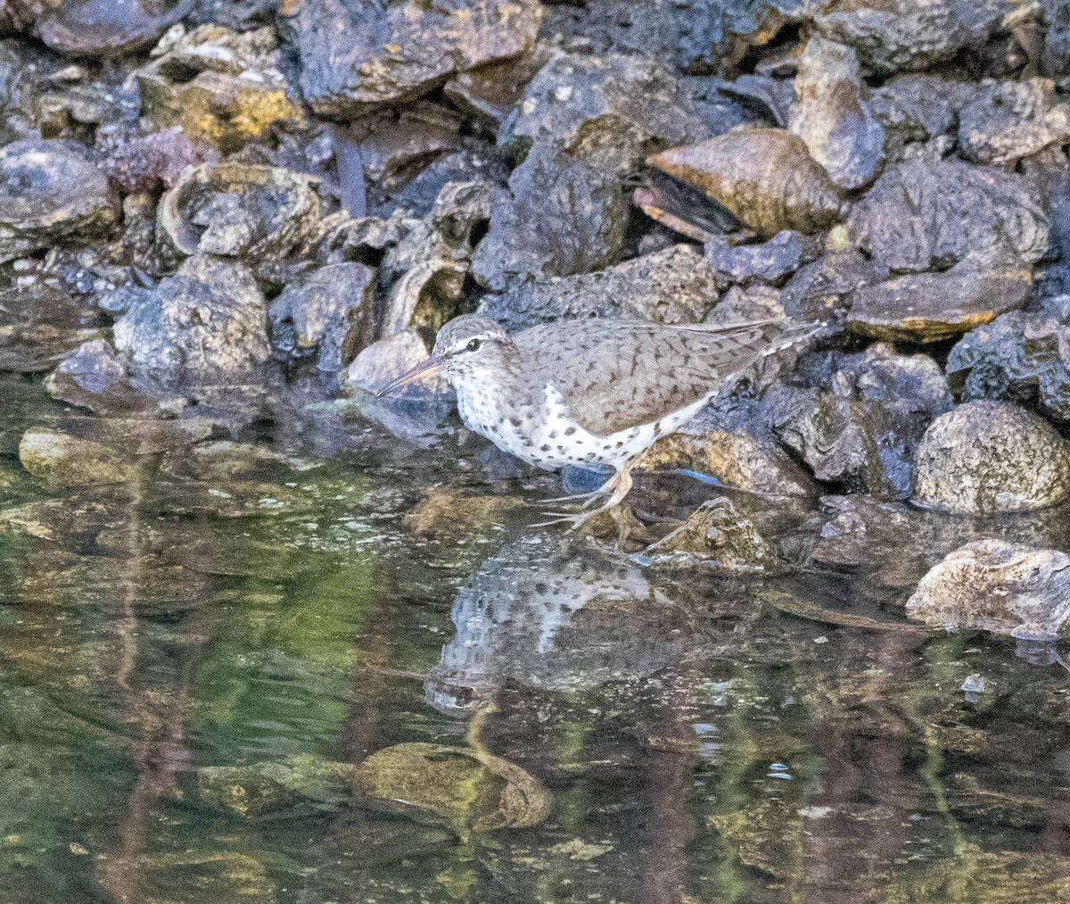 pisík americký - ML326593291
