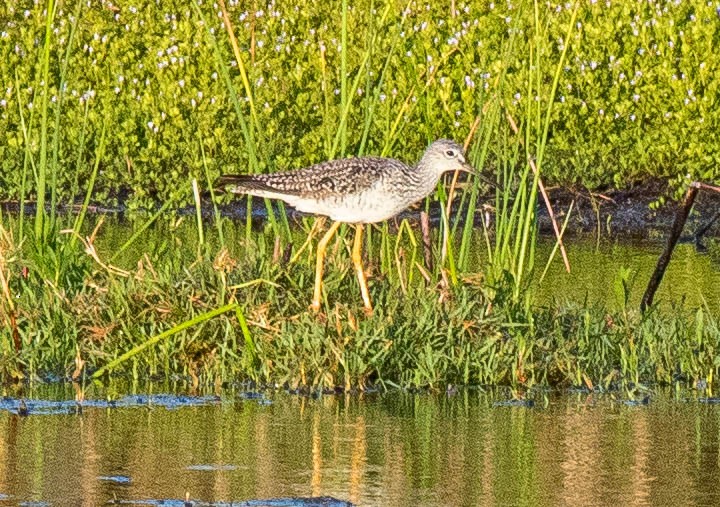 vodouš velký - ML326593411