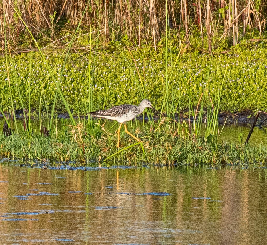 vodouš velký - ML326593421