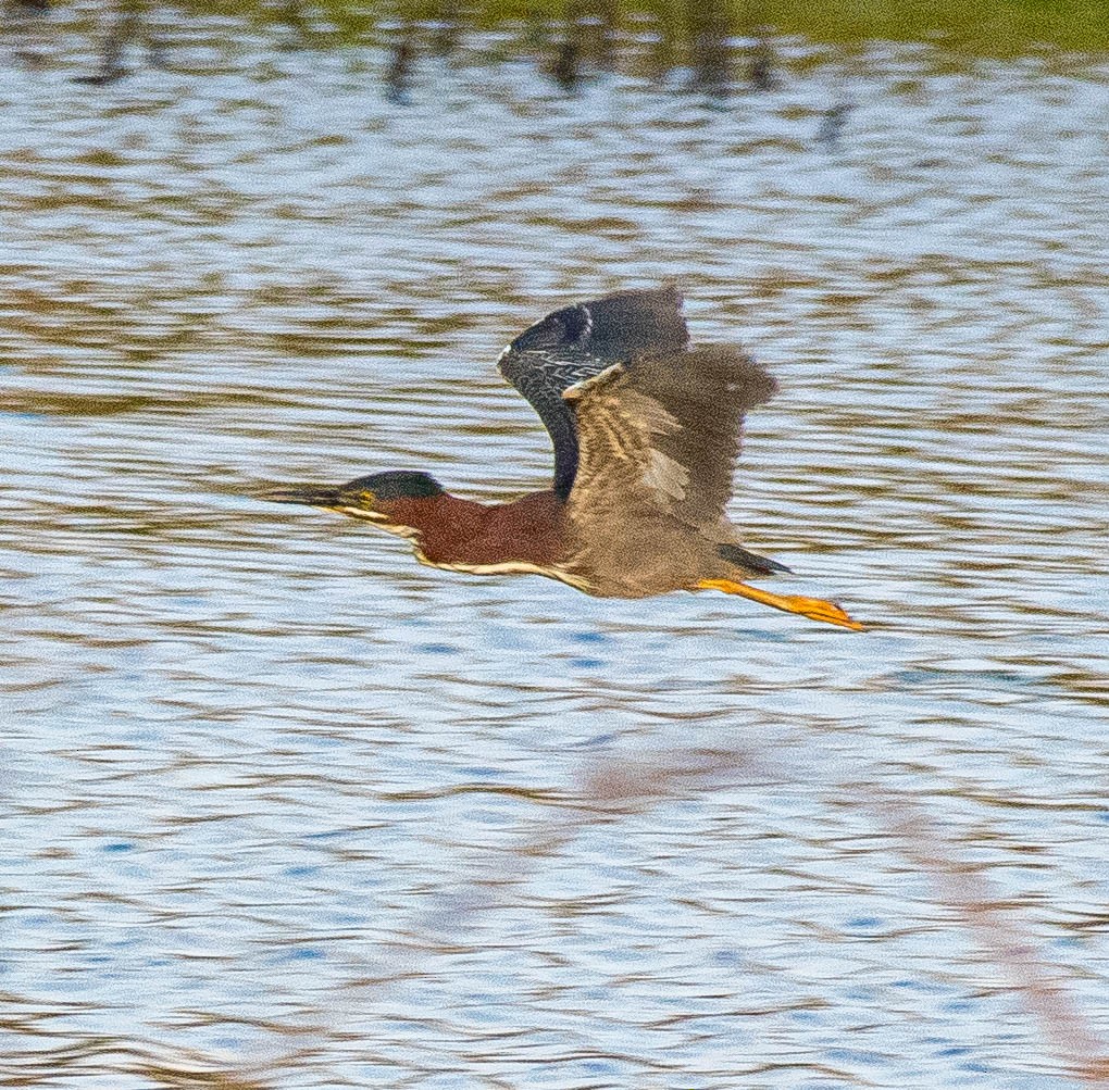 volavka zelenavá - ML326593481