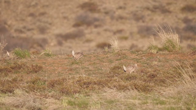 Sharp-tailed Grouse - ML326593521